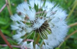 Allergic Reactions When the Immune System Overreacts