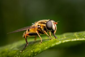 Allergic Reactions When to Seek Help