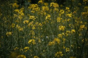 Allergy Myths Debunked