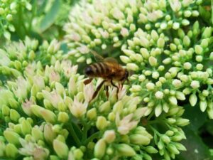 Allergy-Proofing Your Home