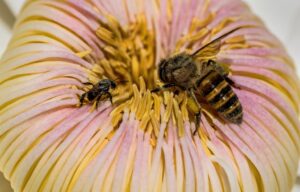 Anaphylaxis Recognizing and Responding to Severe Allergies