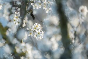 Drug Allergies Identifying and Preventing Reactions