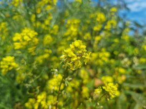 Environmental Allergies Coping with Dust, Mold, and Pollen
