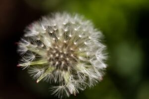 Histamines and How They Work