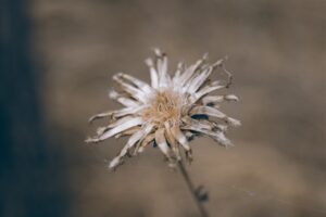 Holistic Approaches to Allergy Relief