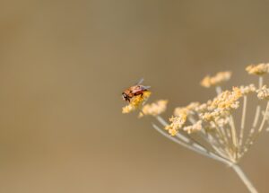 How Climate Change Affects Allergies