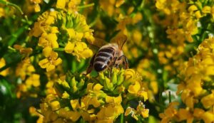 Innovations in Allergy Testing and Diagnosis