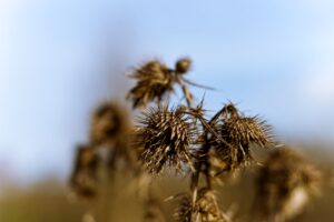 Managing Asthma and Allergies Together