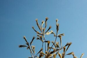 Myths and Facts About Allergies