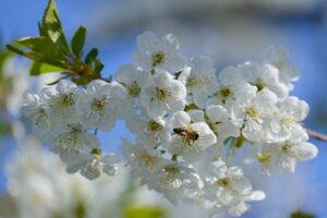 Natural Remedies for Allergies