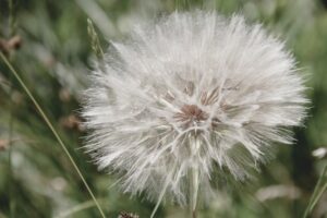 Pet Allergies Coping and Caring