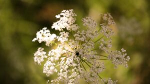 Pet Allergies Love Your Pets Without the Symptoms