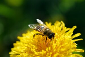 The Allergy Survival Handbook