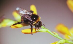 The Role of Genetics in Allergies